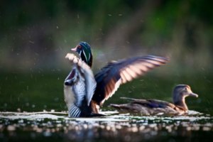 Painted wood duck pair at the Trinity River Audubon Center *Photo By: Sean Fitzgerald Painted wood duck pair at the Trinity River Audubon Center